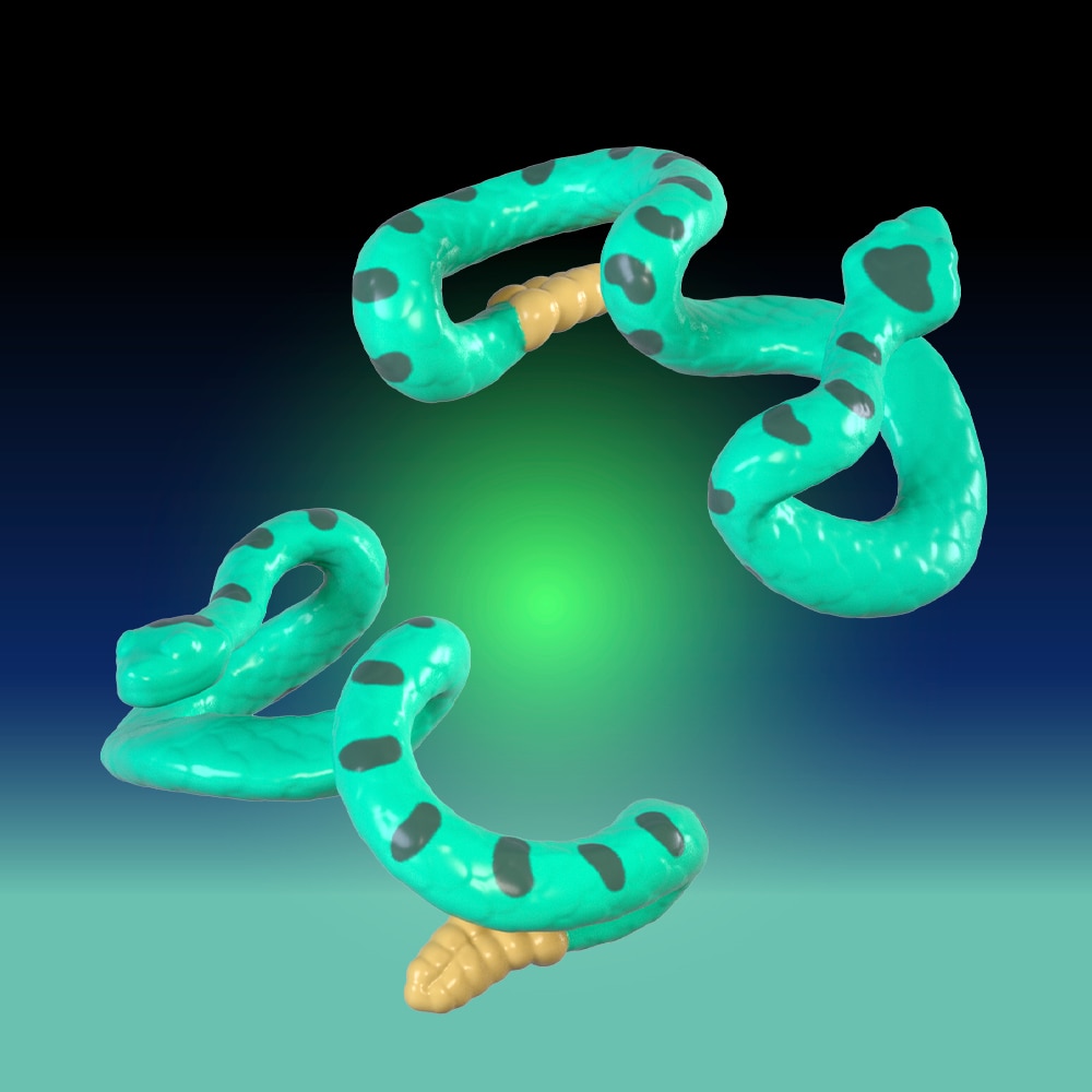 ROVER ROBIN �r����z����X�J�����C�_�[