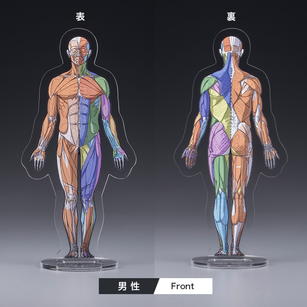 ARTIST SUPPORT ITEM ���A�i�g�~�[�A�N�����X�^���h�i�j��/Front�j