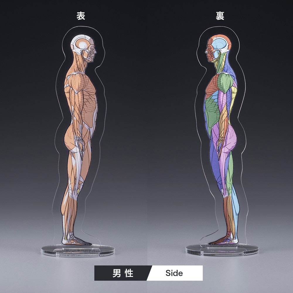 ARTIST SUPPORT ITEM ���A�i�g�~�[�A�N�����X�^���h�i�j��/Side�j