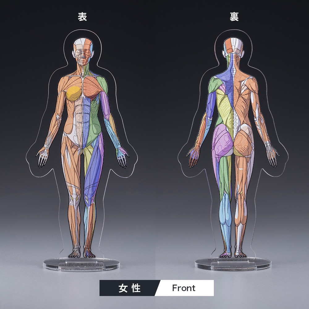 ARTIST SUPPORT ITEM ���A�i�g�~�[�A�N�����X�^���h�i����/Front�j