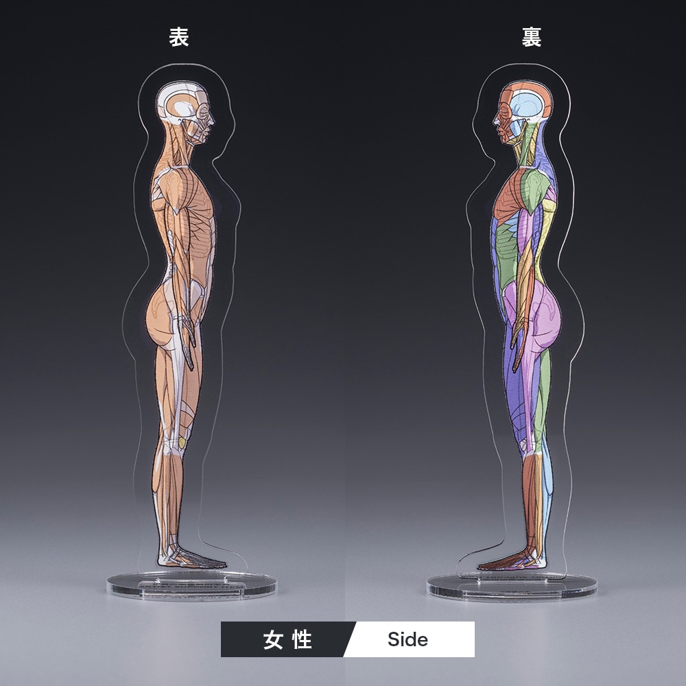 ARTIST SUPPORT ITEM ���A�i�g�~�[�A�N�����X�^���h�i����/Side�j