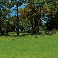トルハコ 背景シート 草原