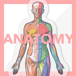 ARTIST SUPPORT ITEM ���A�i�g�~�[�A�N�����X�^���h�i����/Front�j